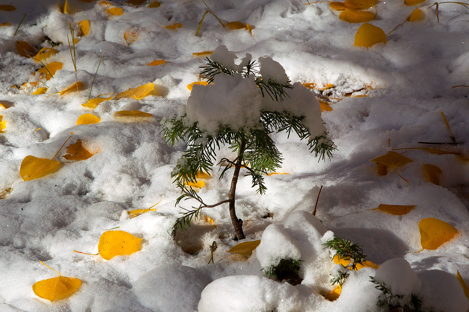 2011-10-07-maroon-tiny-snowy-105230