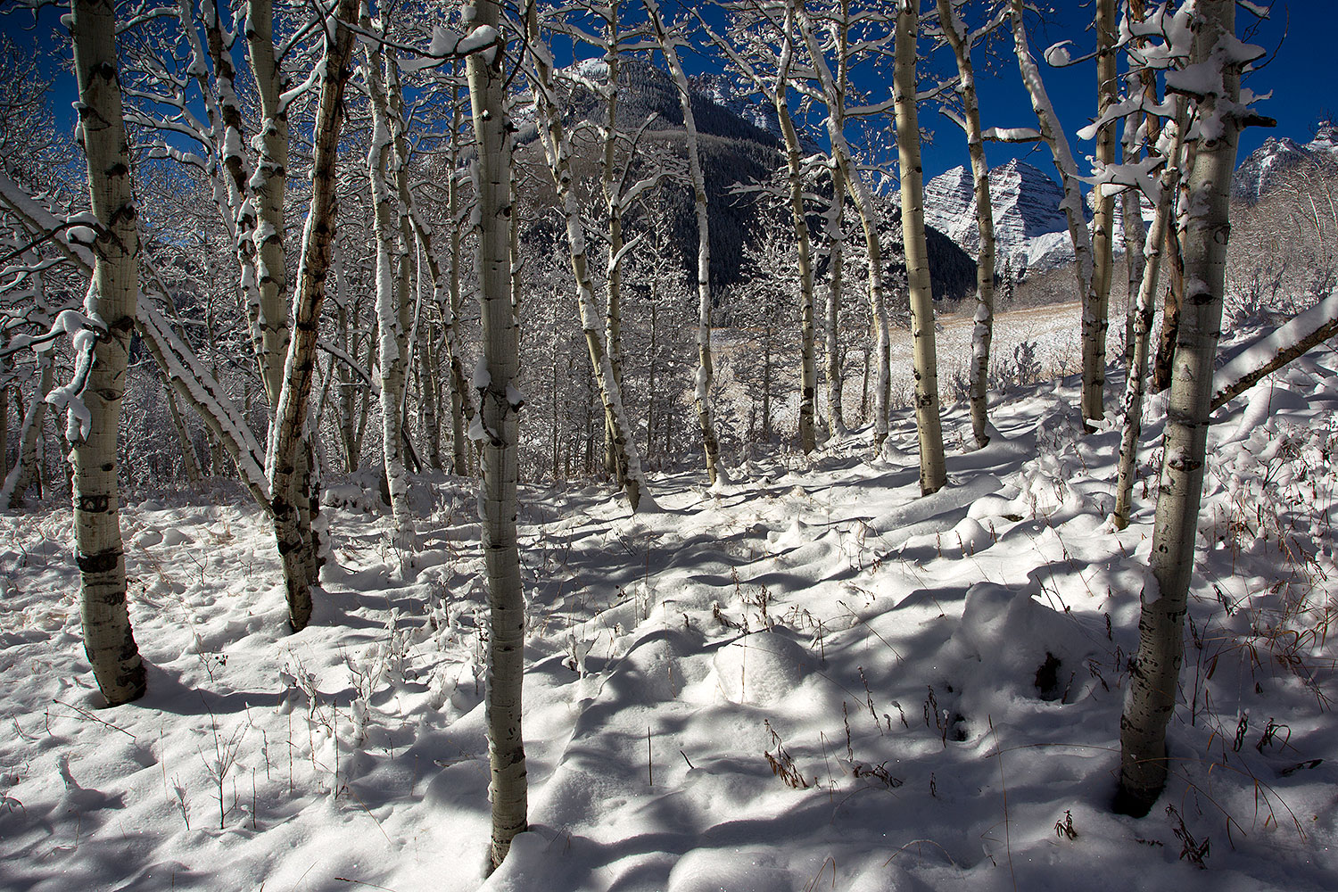2011-10-27-maroon-snowy-trees-109441