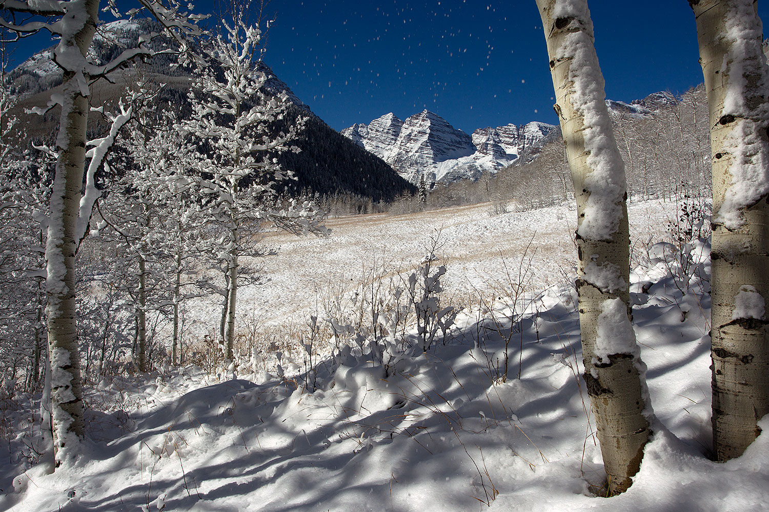 2011-10-27-maroon-snowy-trees-109624
