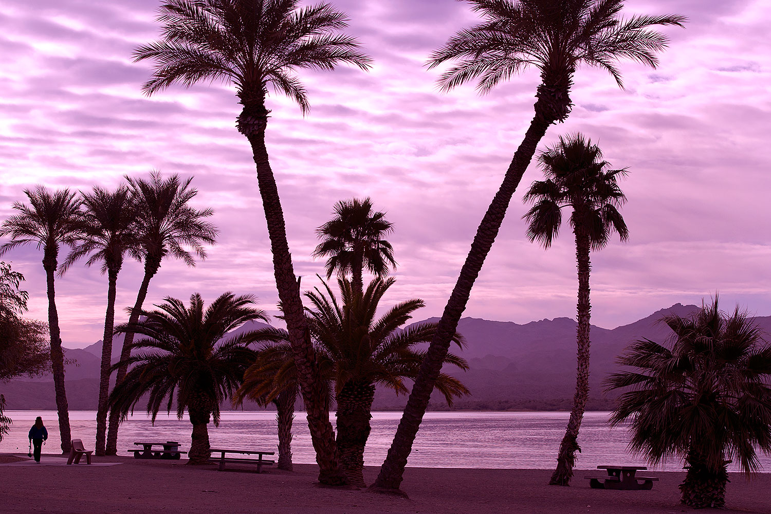 2012-01-22-havasu-palm-beach-144307