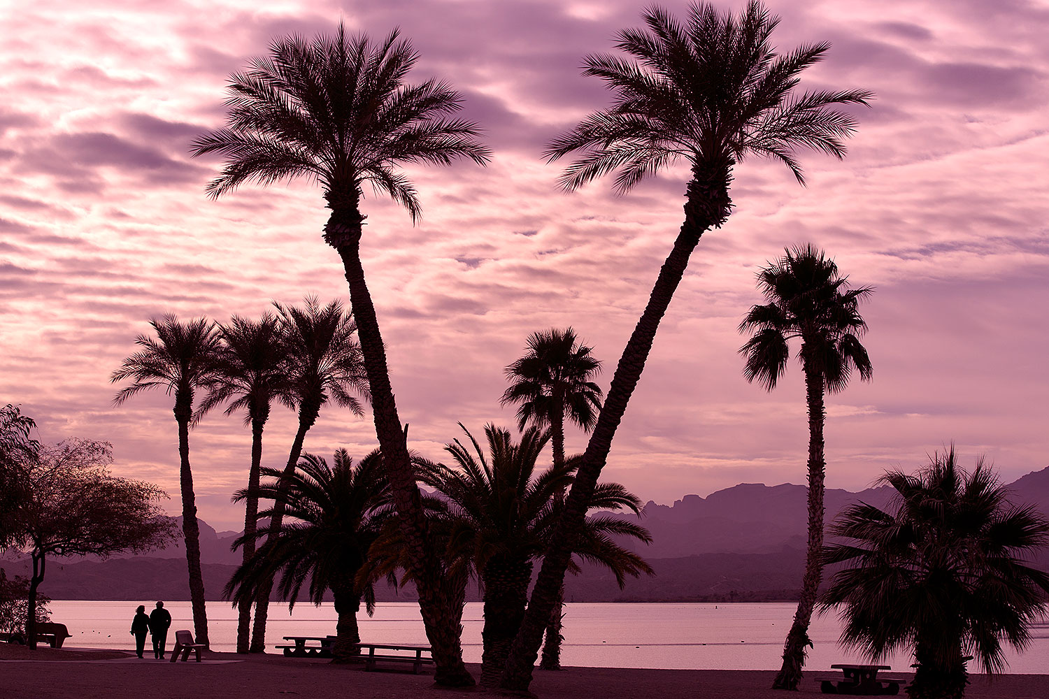2012-01-22-havasu-palm-beach-144359