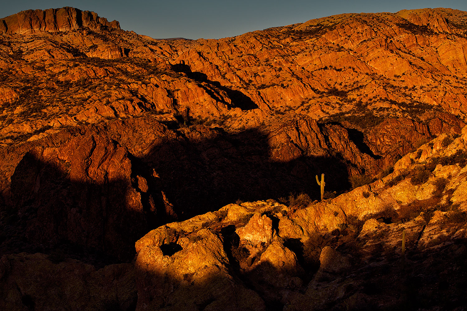 2012-03-14-supers-cactus-above-148727