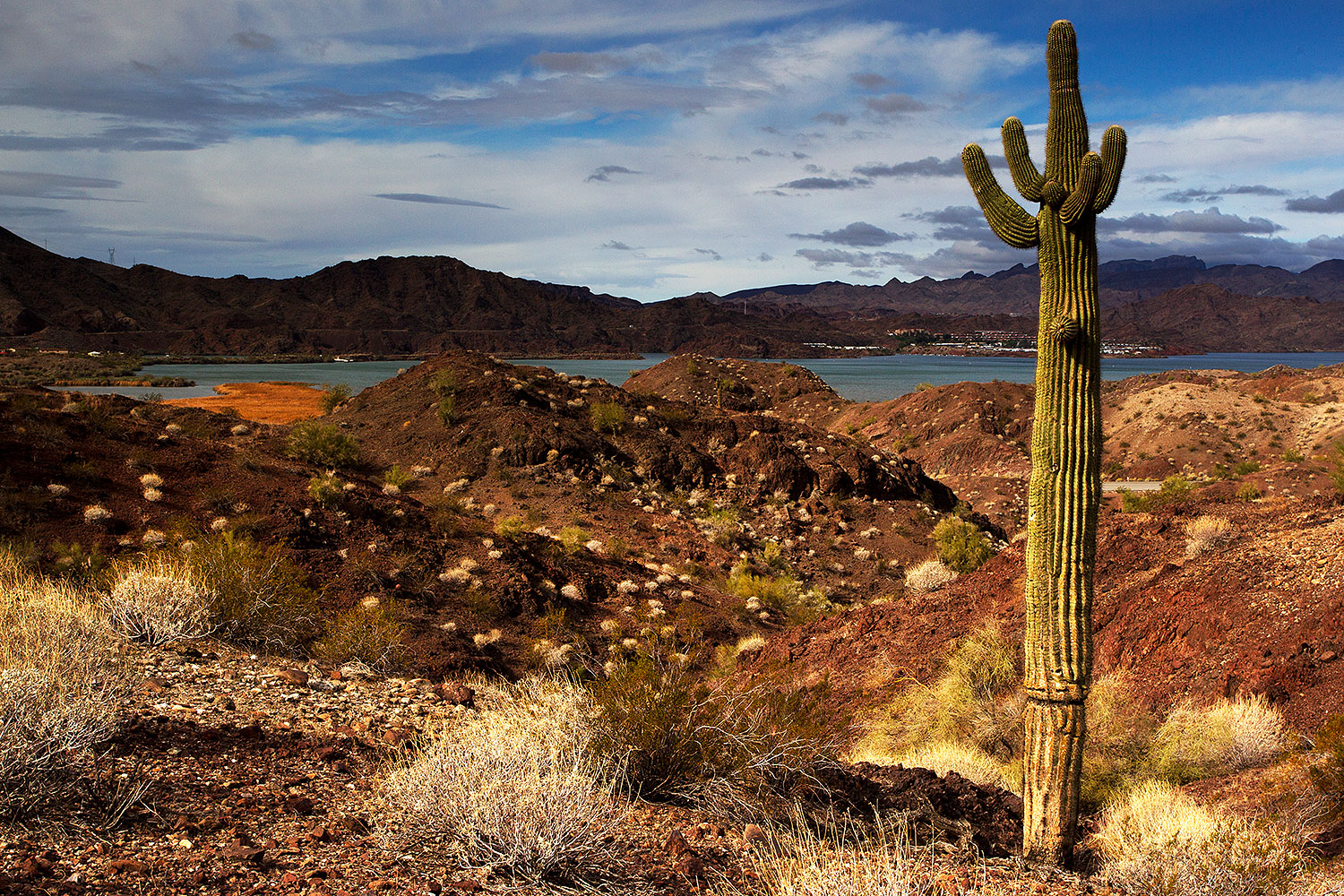 2012-03-18-bill-will-saguaro-149249