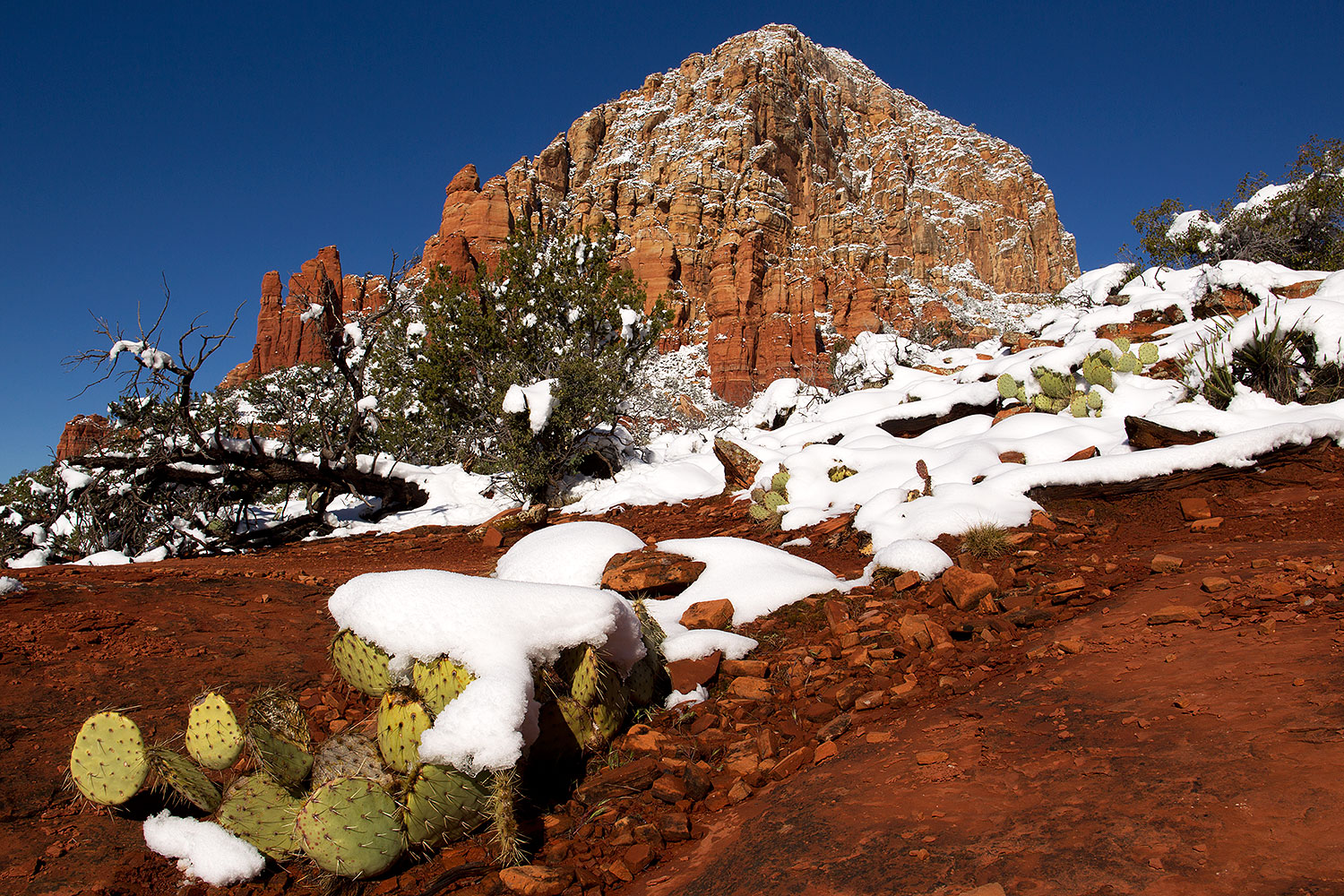 2012-03-20-sedona-snow-cactus-149931
