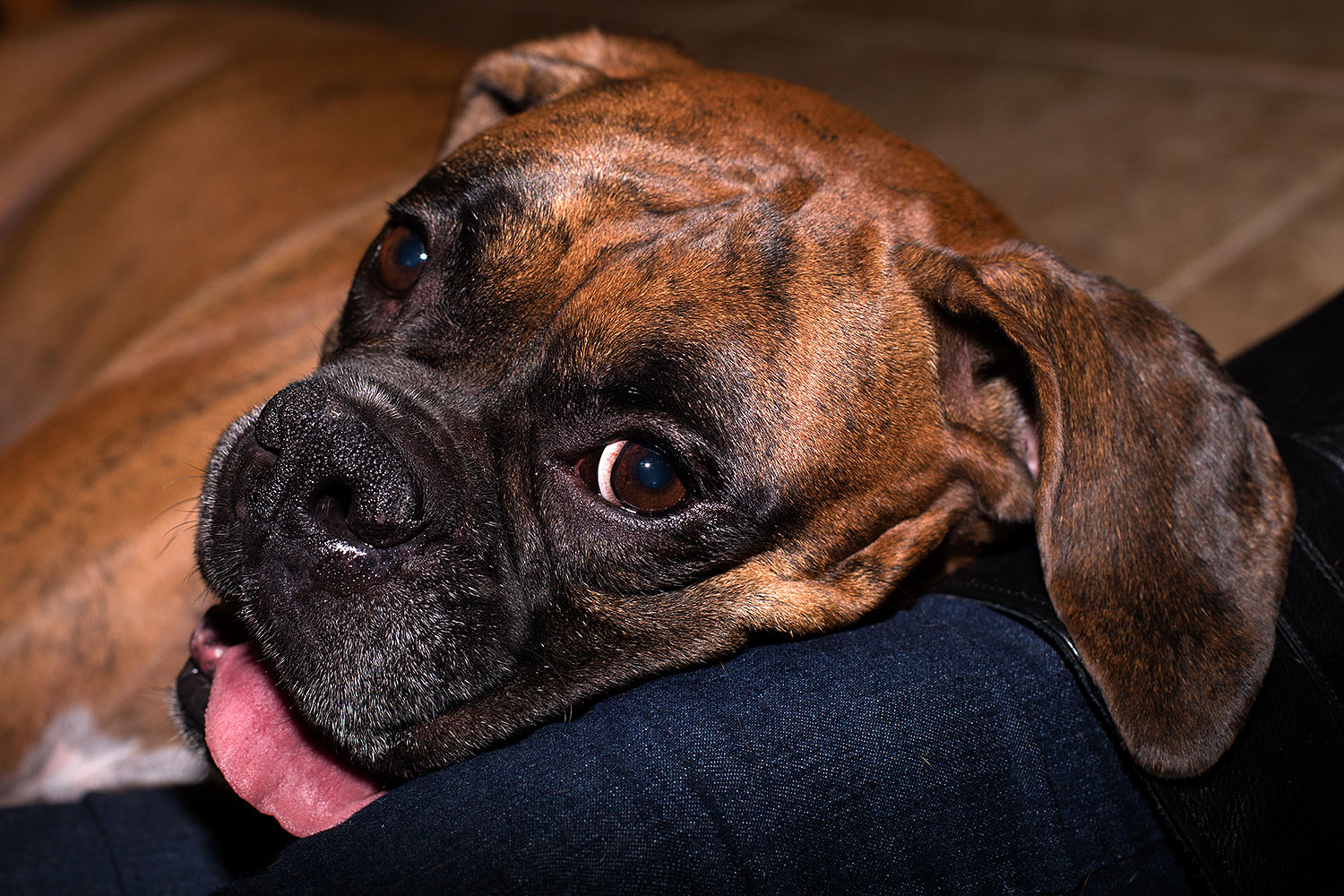 2012-10-28-gilbert-harley-1dx_12209