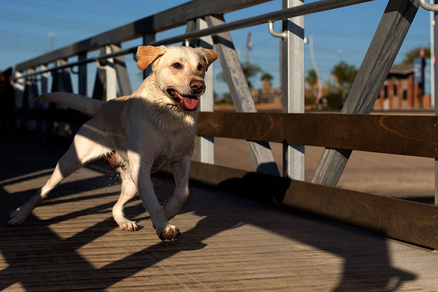 2012-11-25-tempe-balou-5770
