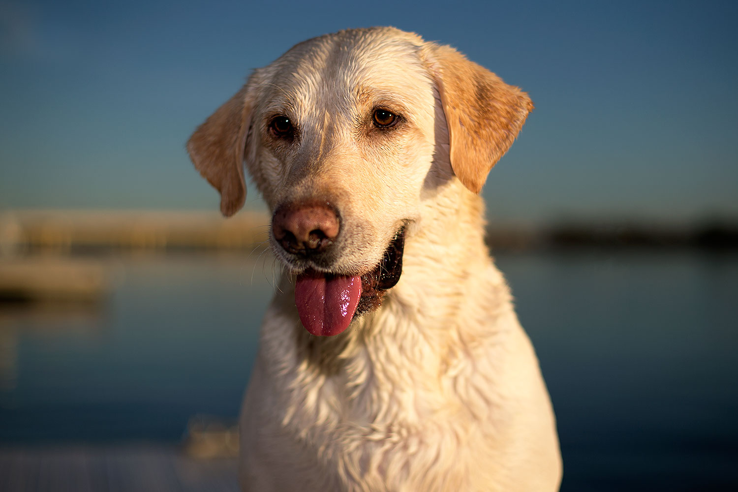 2012-12-02-tempe-balou-6308