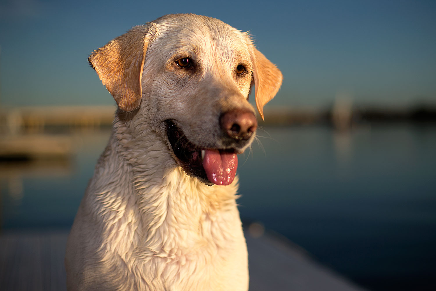 2012-12-02-tempe-balou-6314