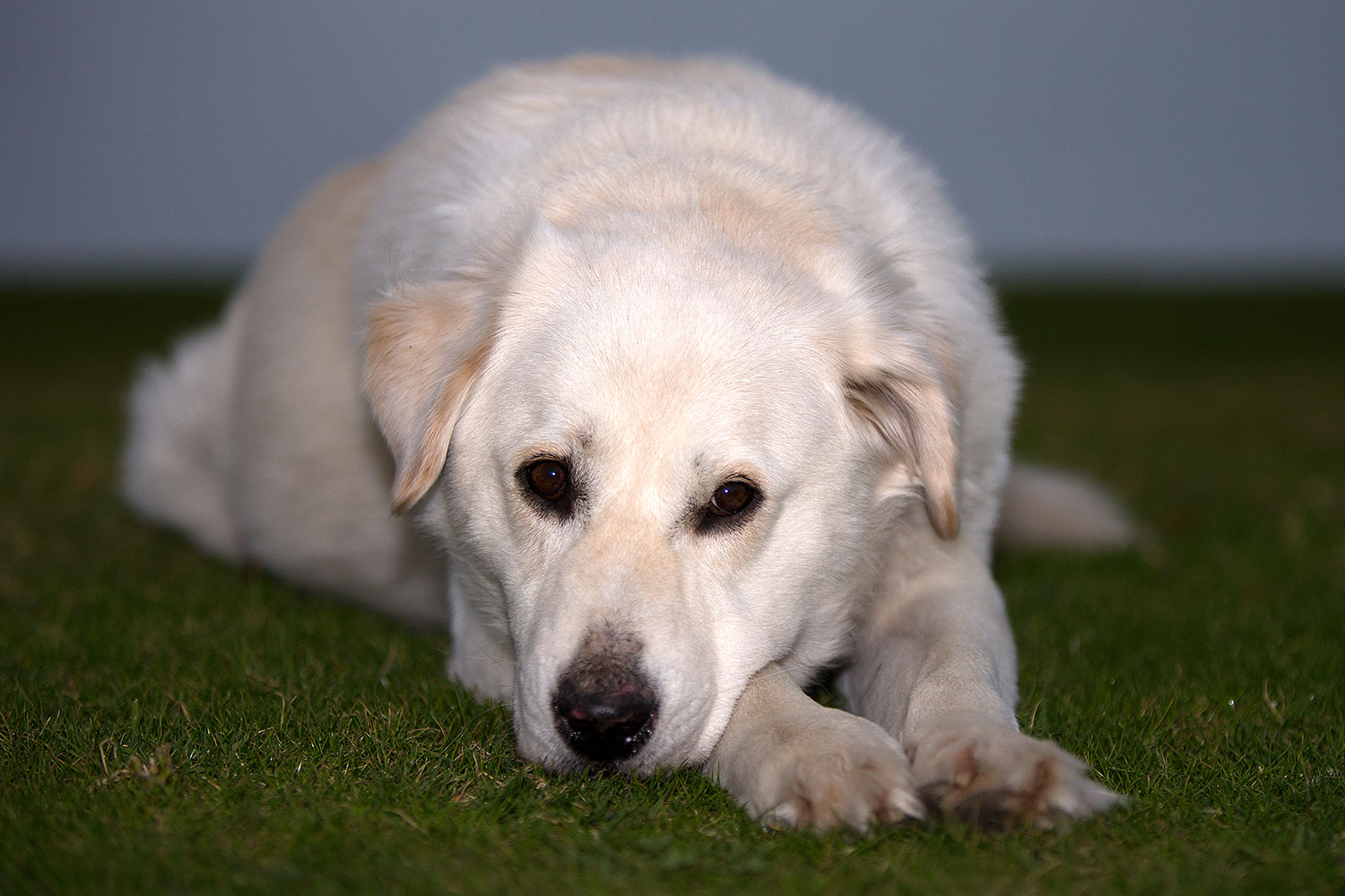 2012-12-06-tempe-casper-6500