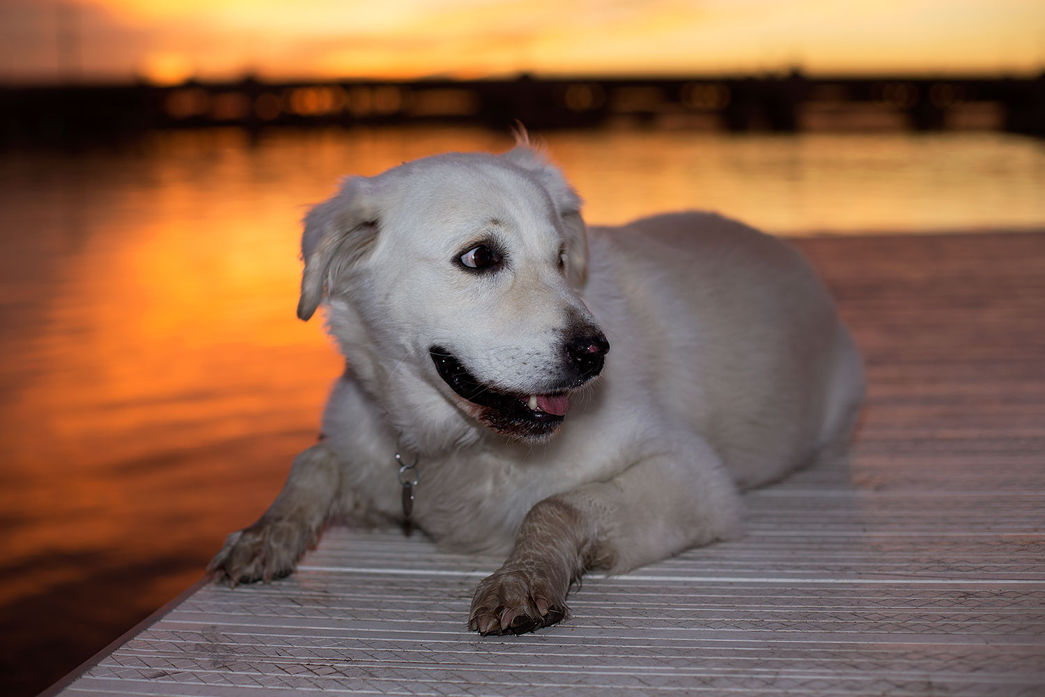 2012-12-06-tempe-sunset-casper-6683
