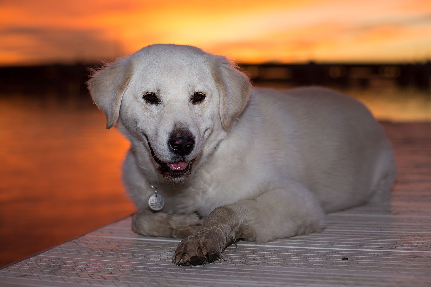 2012-12-06-tempe-sunset-casper-6732