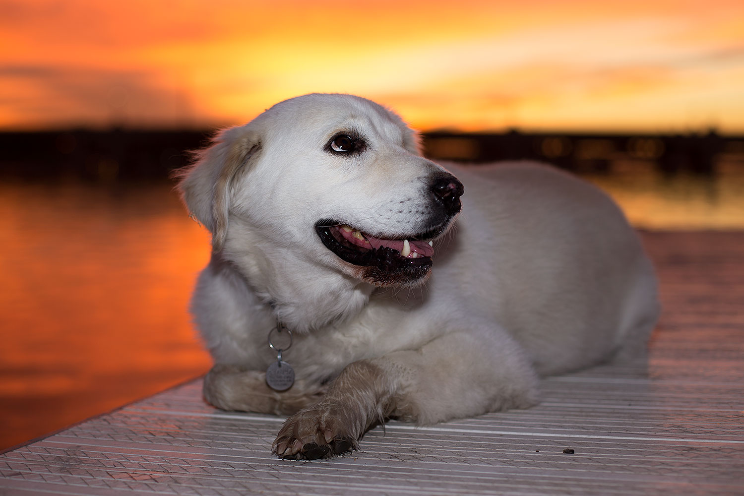 2012-12-06-tempe-sunset-casper-6745