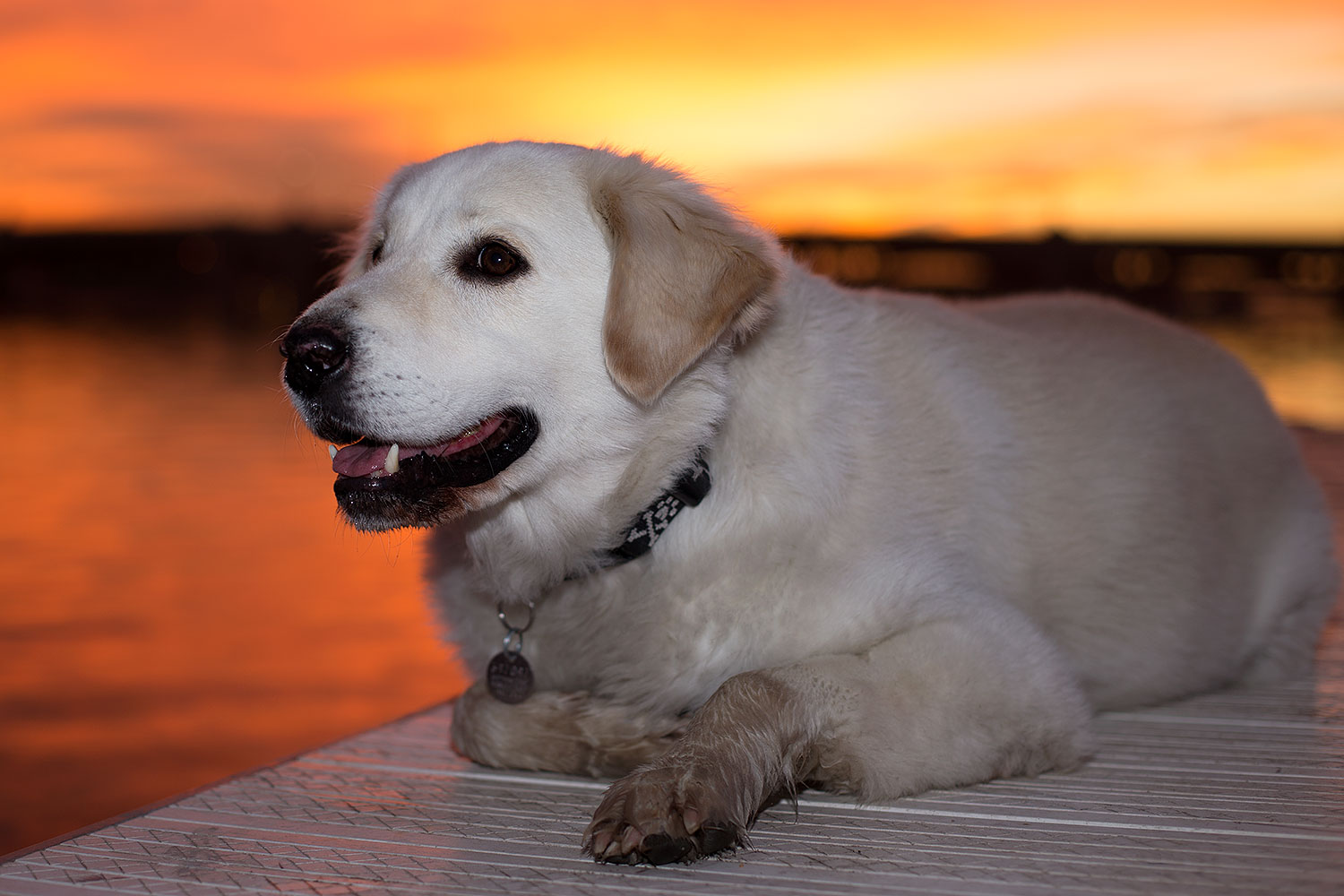 2012-12-06-tempe-sunset-casper-6746