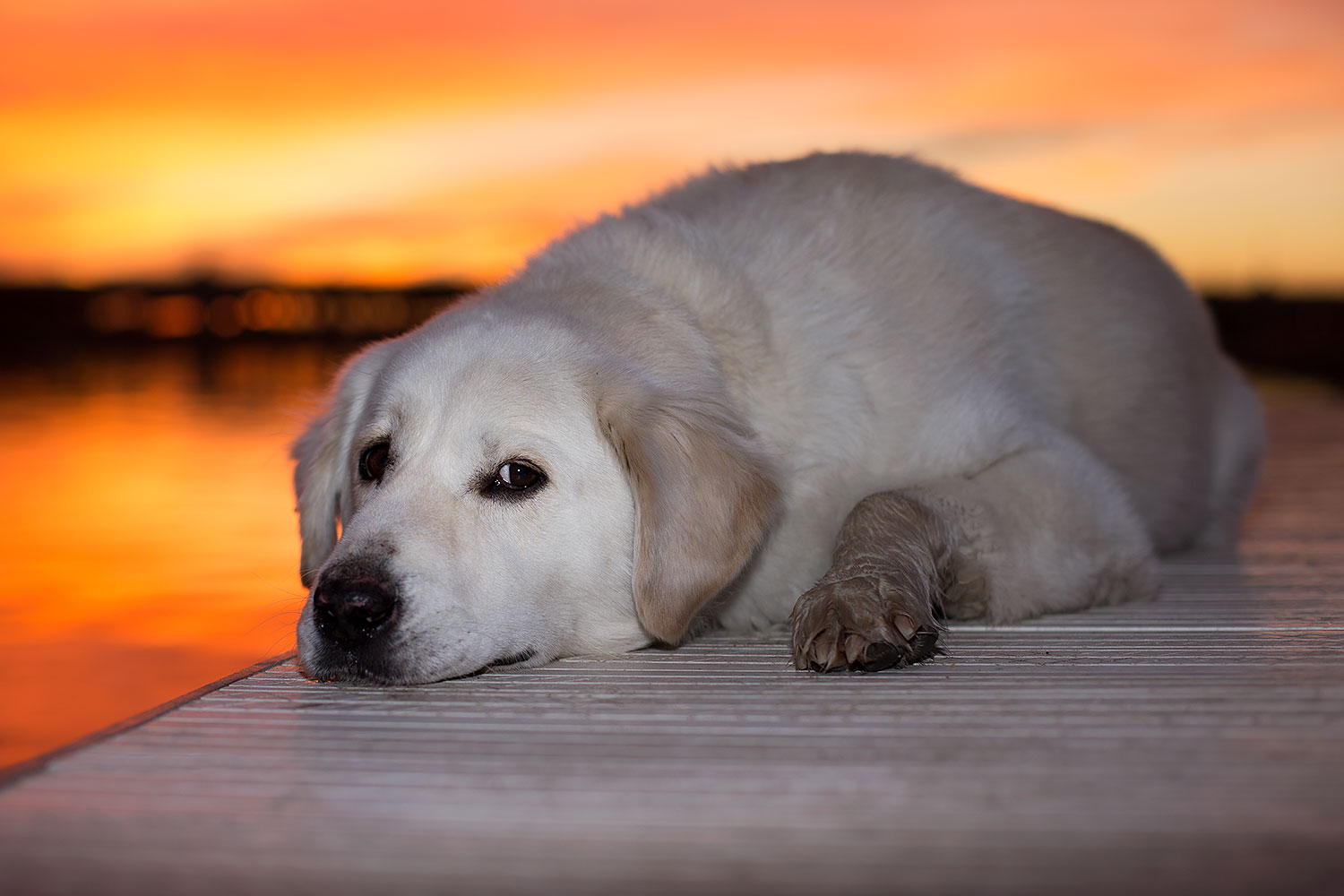 2012-12-06-tempe-sunset-casper-6758