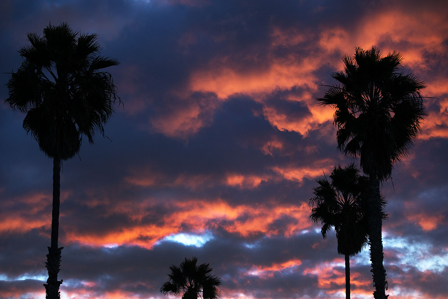 2012-12-29-ca-cardiff-palms-12597