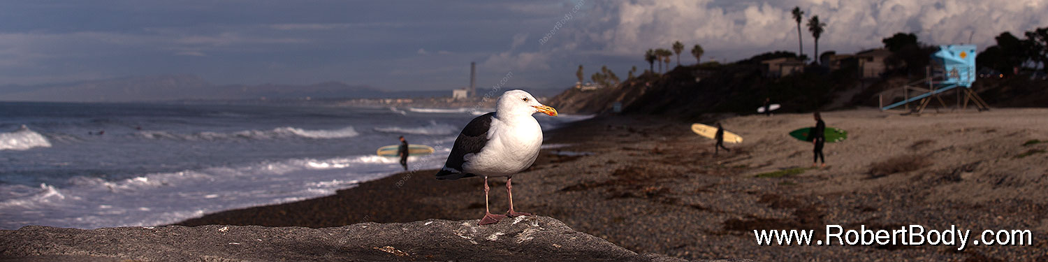 2012-12-29-ca-carlsbad-seagull-12923sp