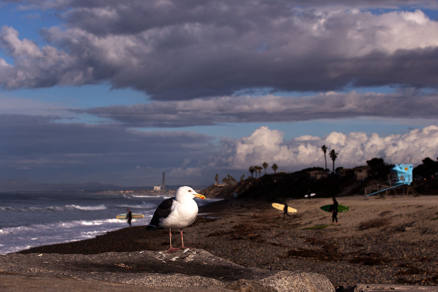 2012-12-29-ca-carlsbad-seagulls-12923