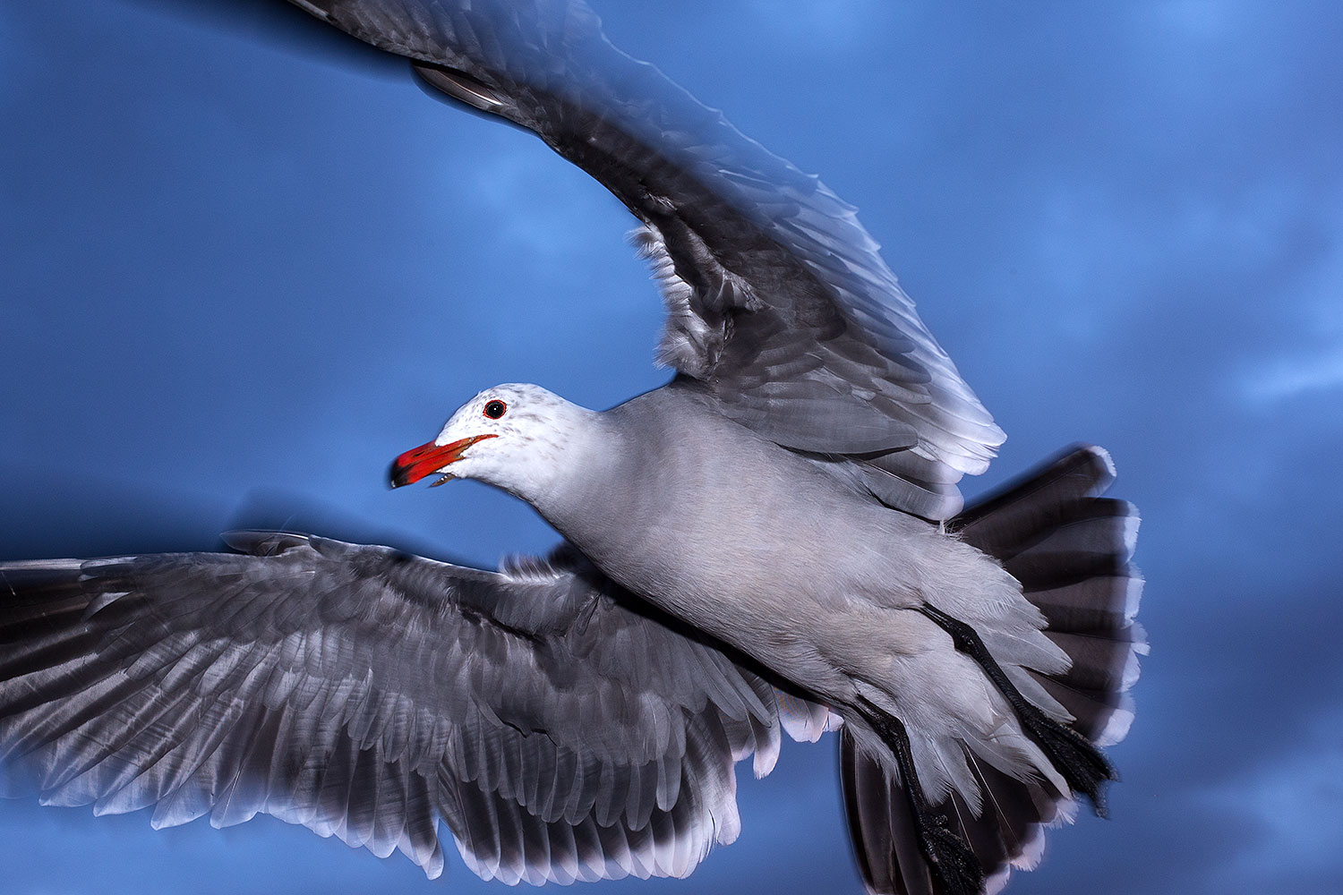 2012-12-30-ca-aliso-seagulls-14644