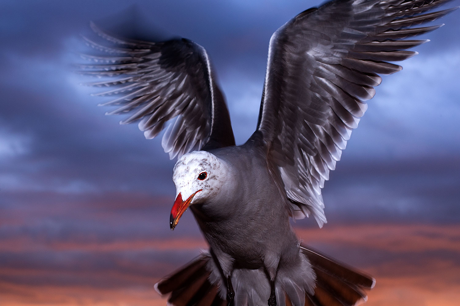 2012-12-30-ca-aliso-seagulls-14654