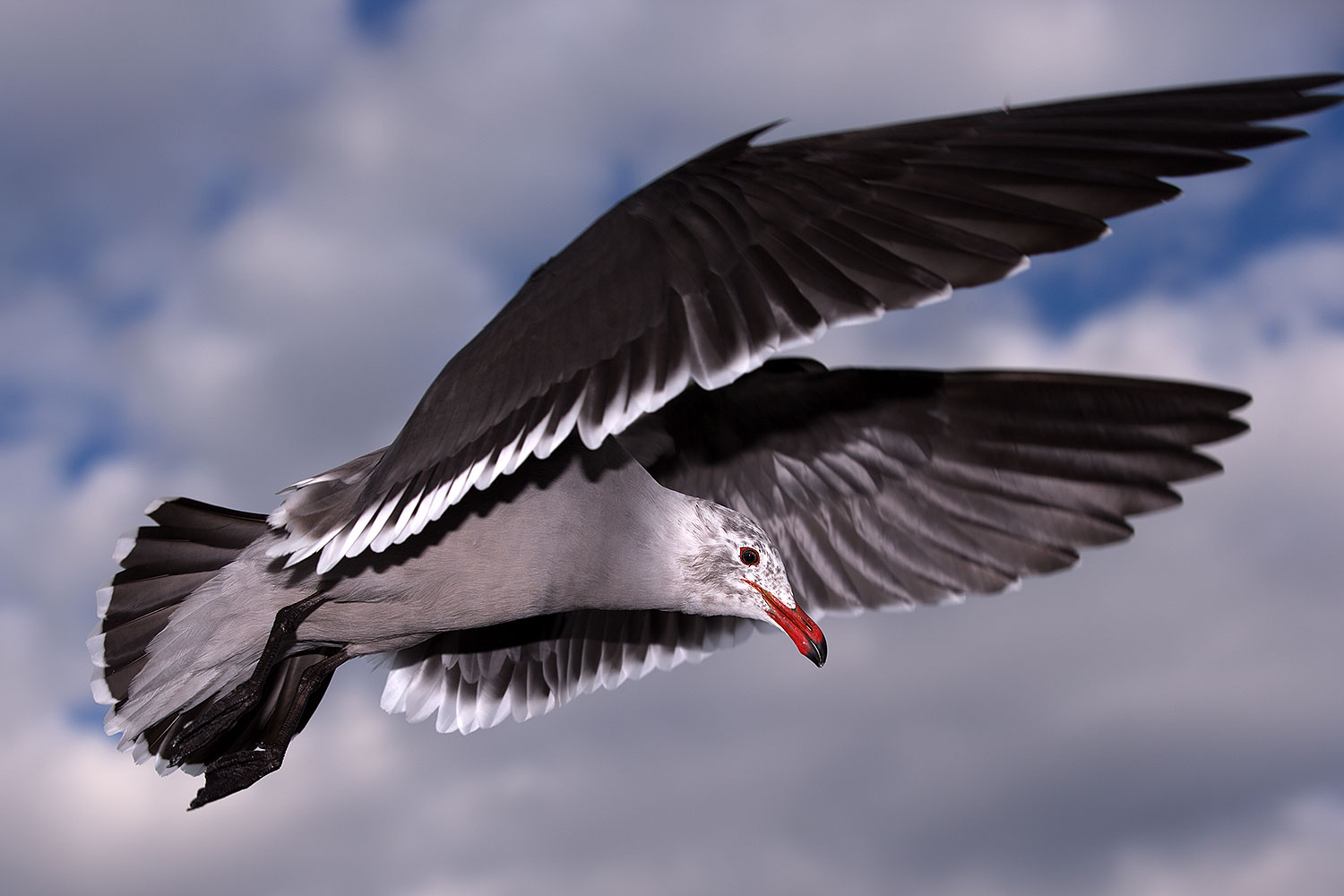 2012-12-30-ca-carlsbad-seagulls-14073
