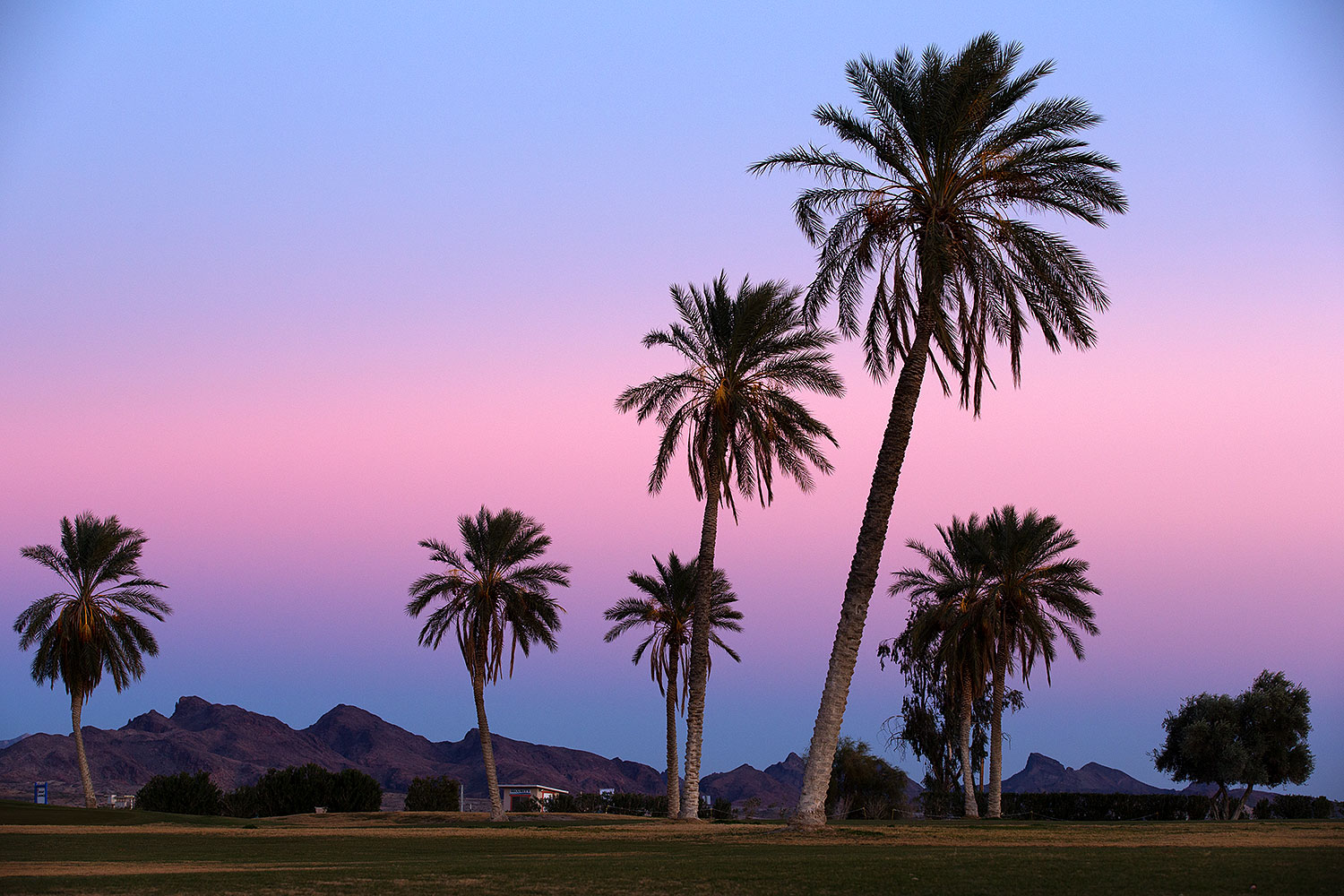 2013-01-18-havasu-balloons-palms-20640