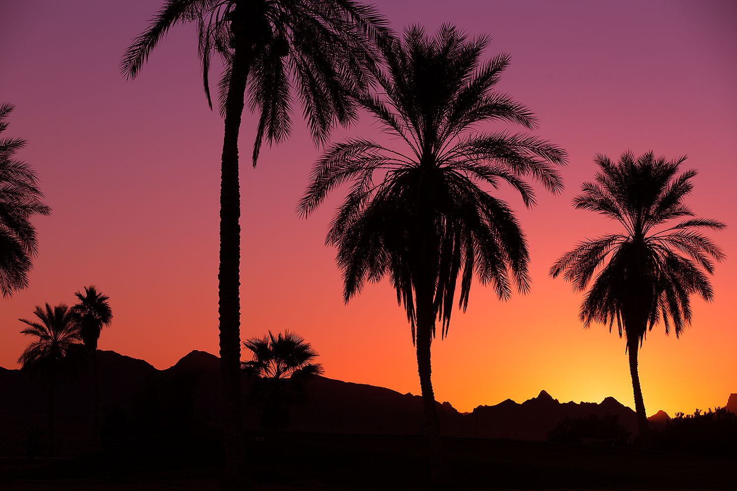 2013-01-19-havasu-balloons-palms-20714