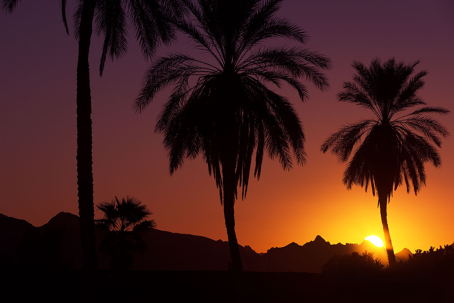 2013-01-19-havasu-balloons-palms-20740