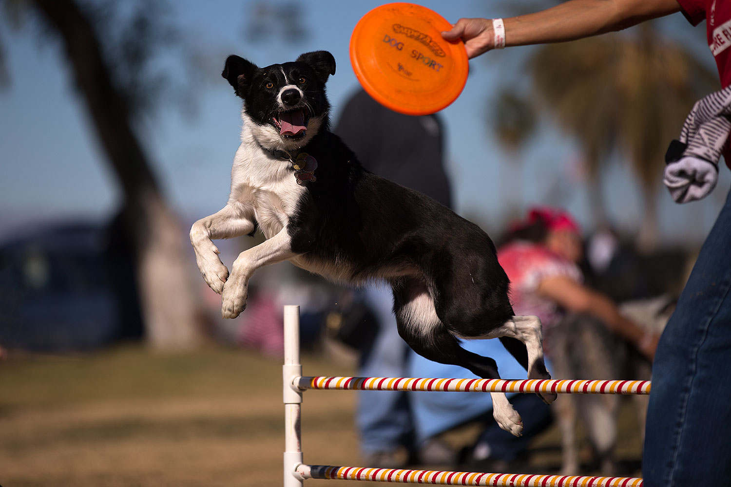 2013-01-20-havasu-balloons-dogs-21650