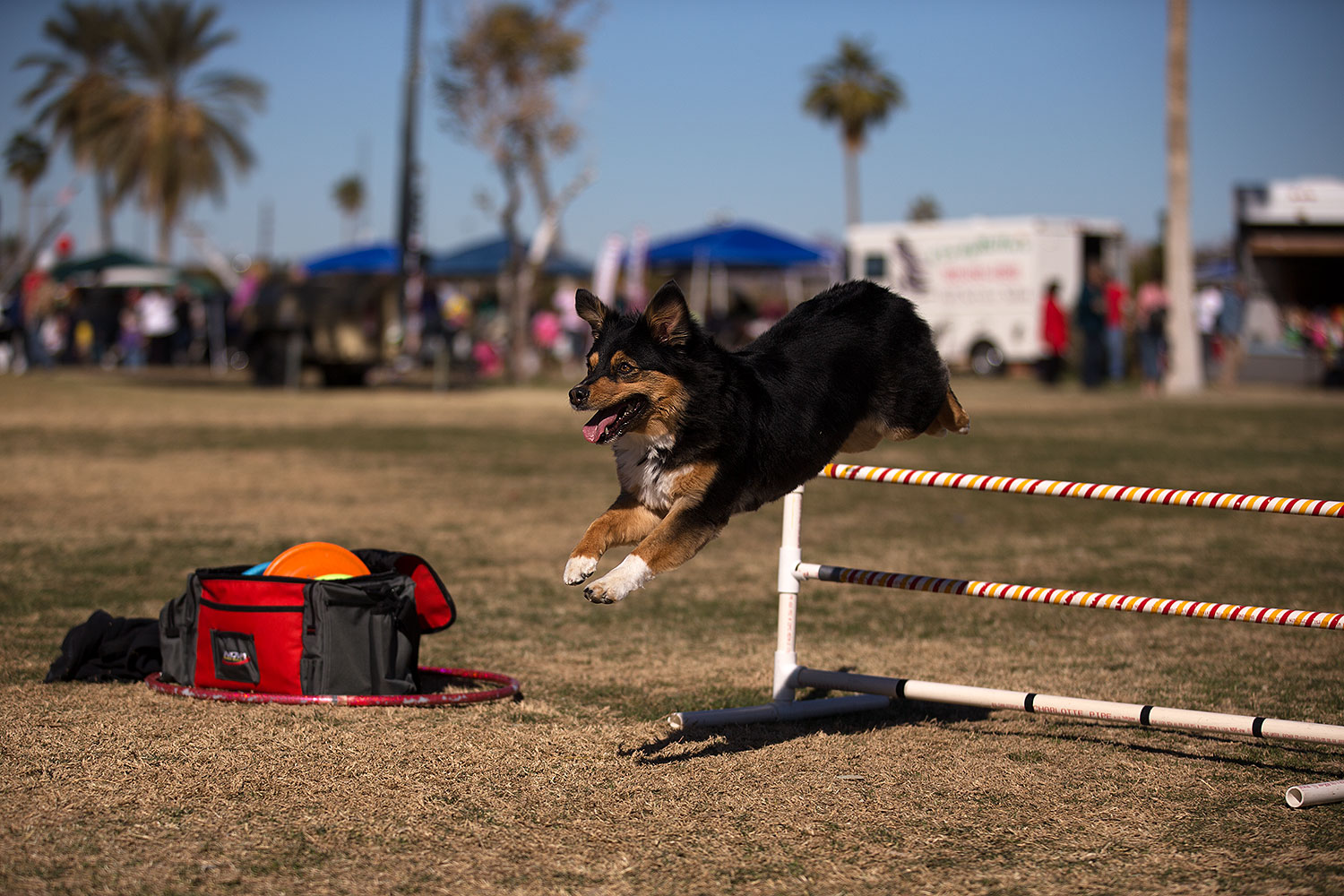 2013-01-20-havasu-balloons-dogs-21670