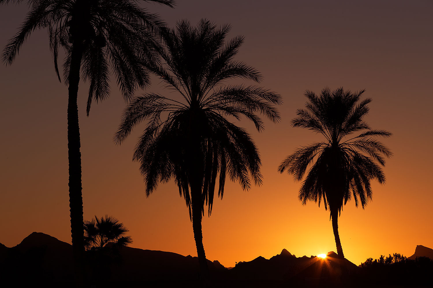 2013-01-20-havasu-balloons-palms-21307