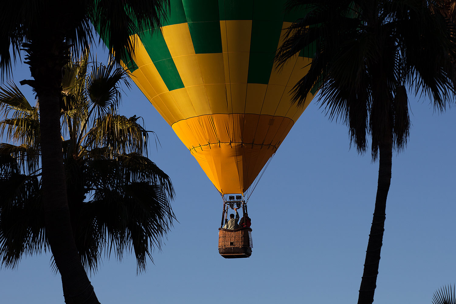 2013-01-20-havasu-balloons-palms-21396
