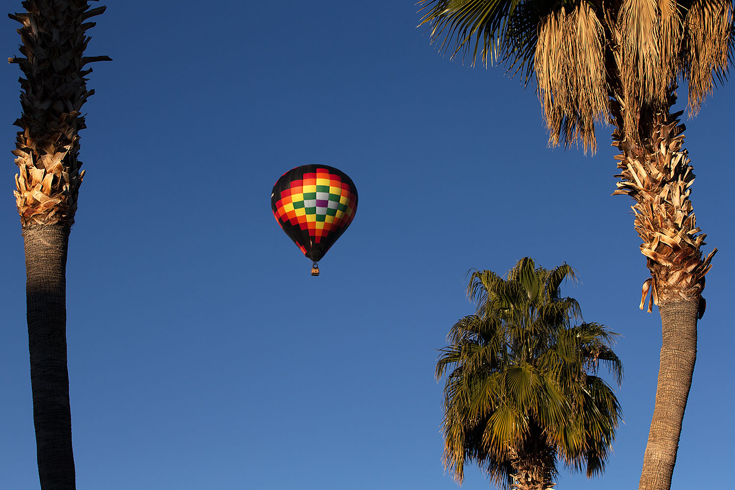 2013-01-20-havasu-balloons-palms-21399
