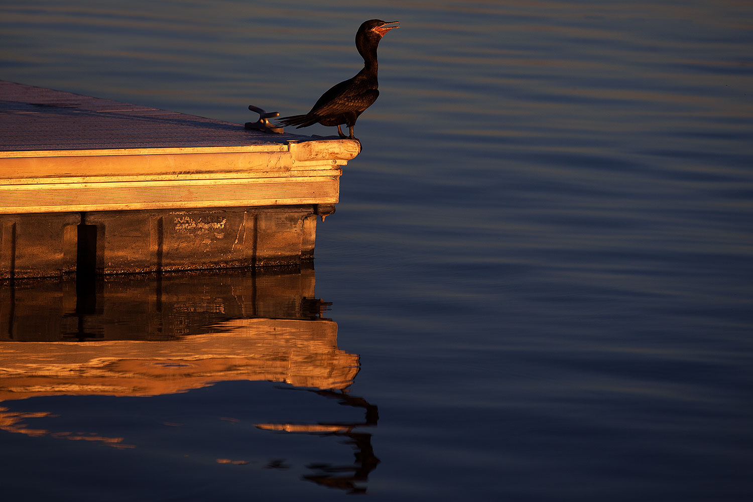2013-02-04-tempe-lake-cormorant-23296