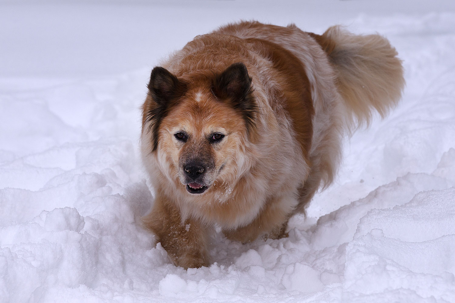 2013-03-09-flagstaff-booda-dudle-29180