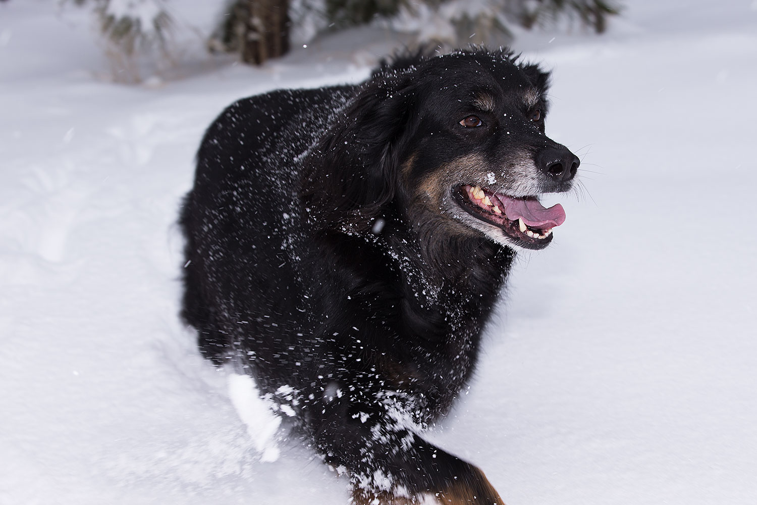 2013-03-09-flagstaff-booda-dudle-29212