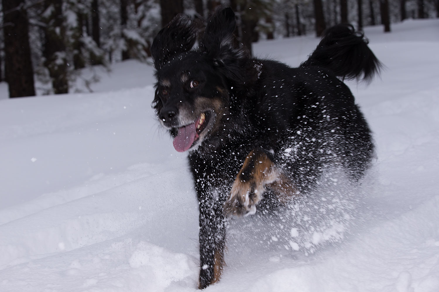 2013-03-09-flagstaff-booda-dudle-29249