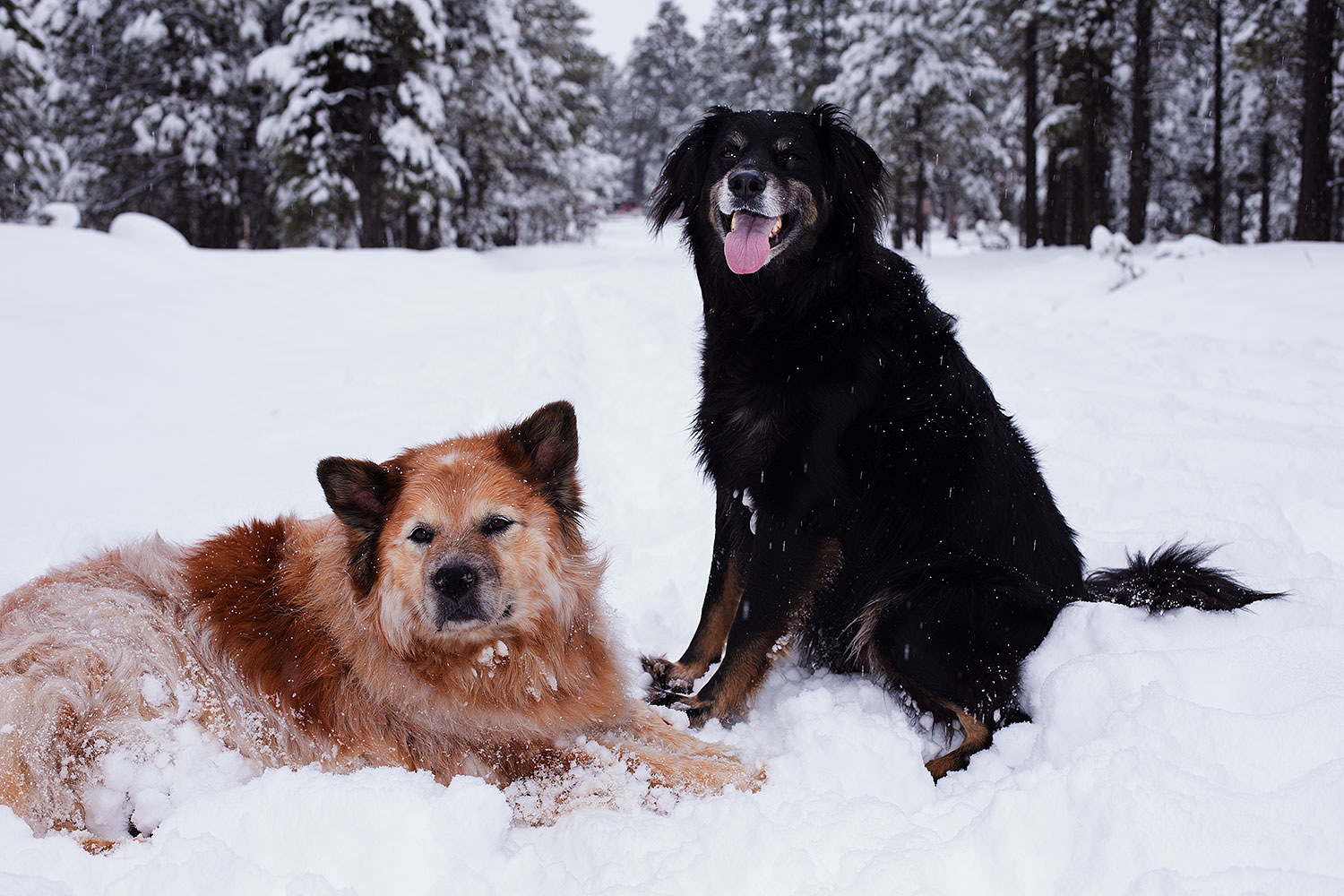 2013-03-09-flagstaff-booda-dudle-29286