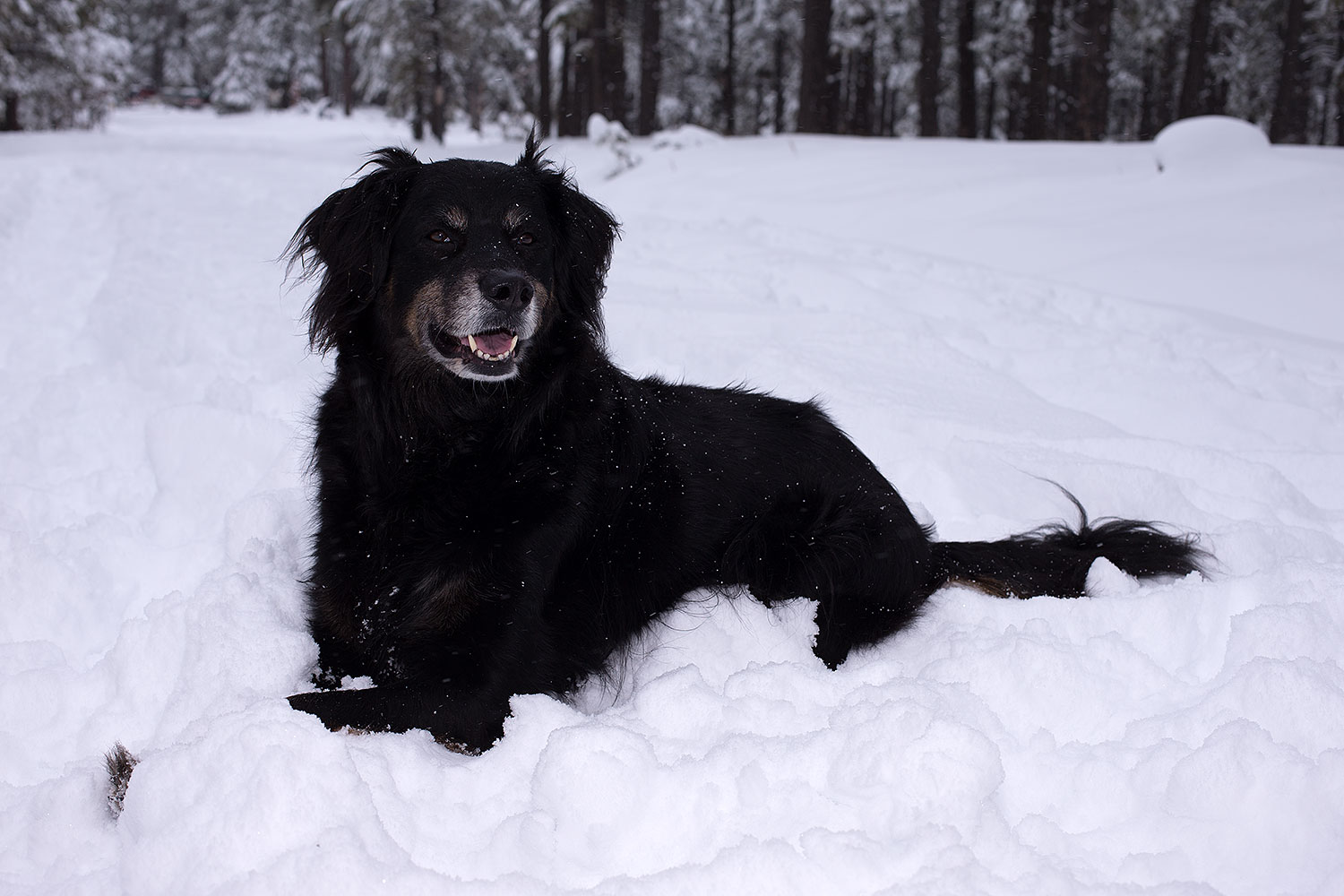 2013-03-09-flagstaff-booda-dudle-29316