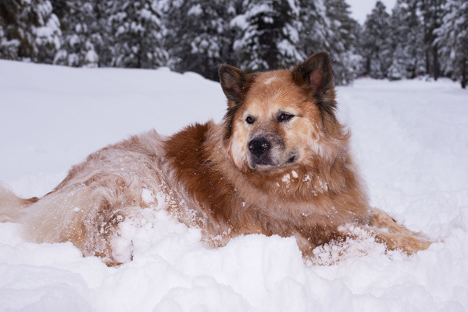 2013-03-09-flagstaff-booda-dudle-29323