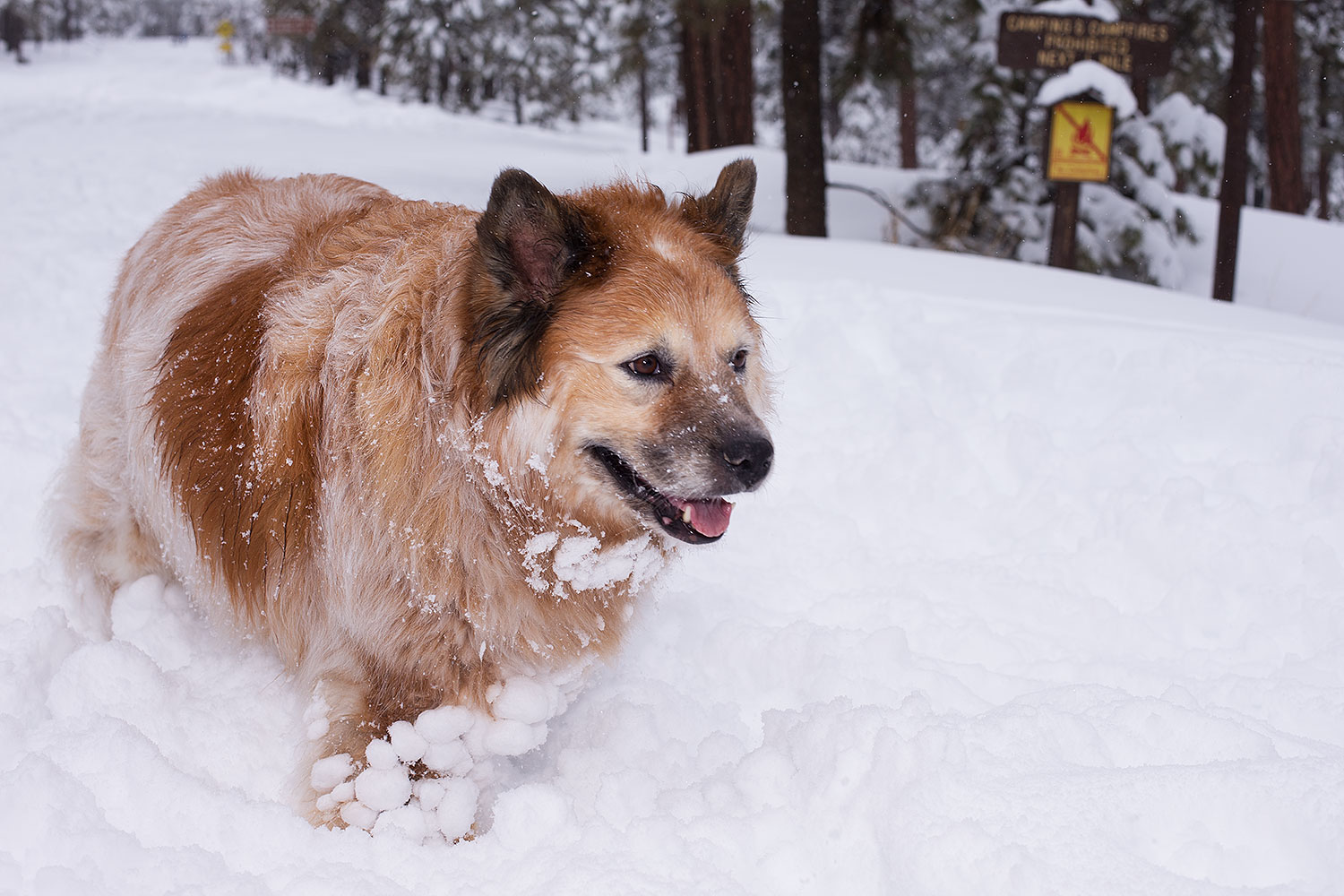 2013-03-09-flagstaff-booda-dudle-29575