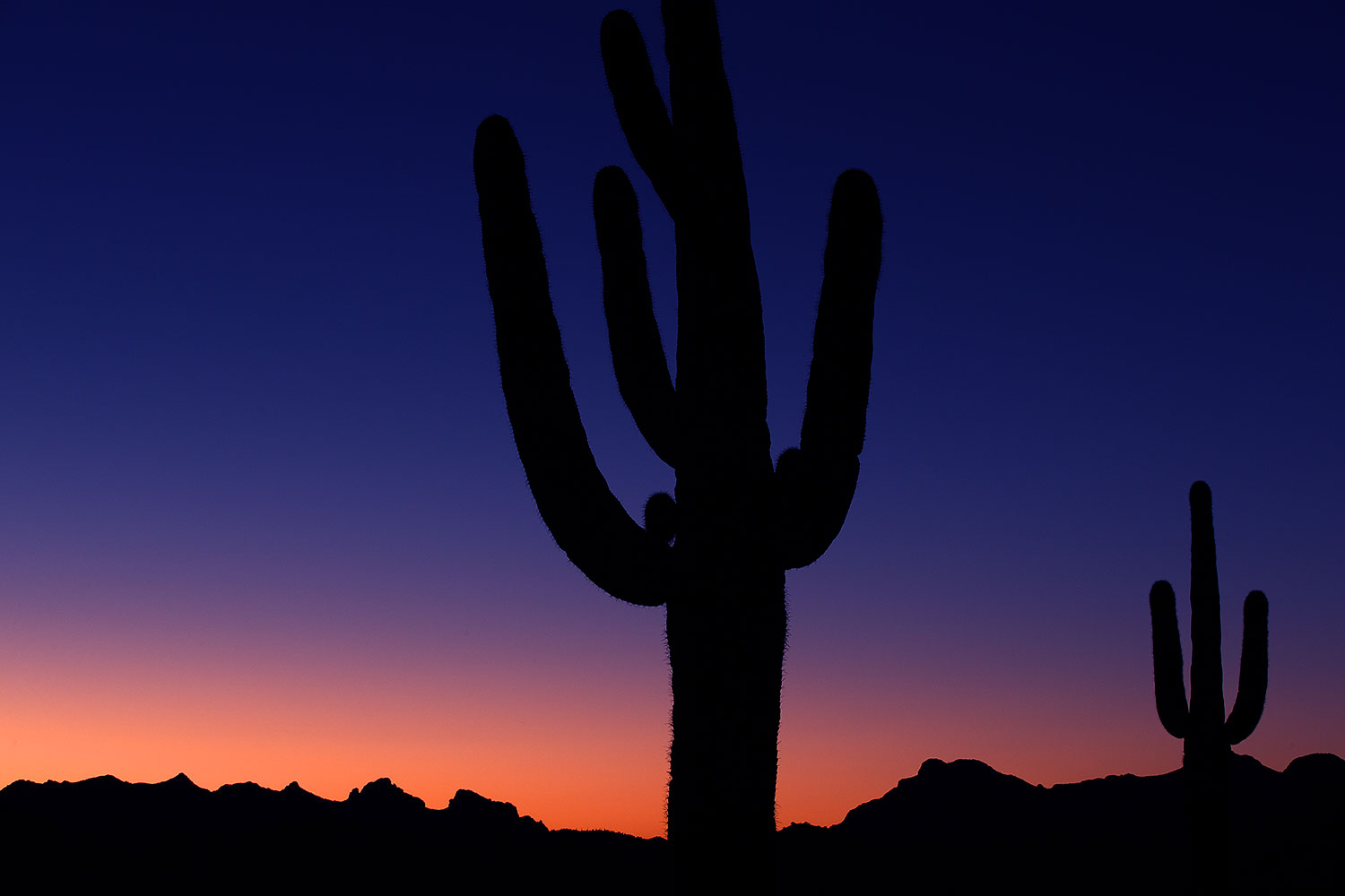 2013-03-13-supers-saguaro-silh-29710