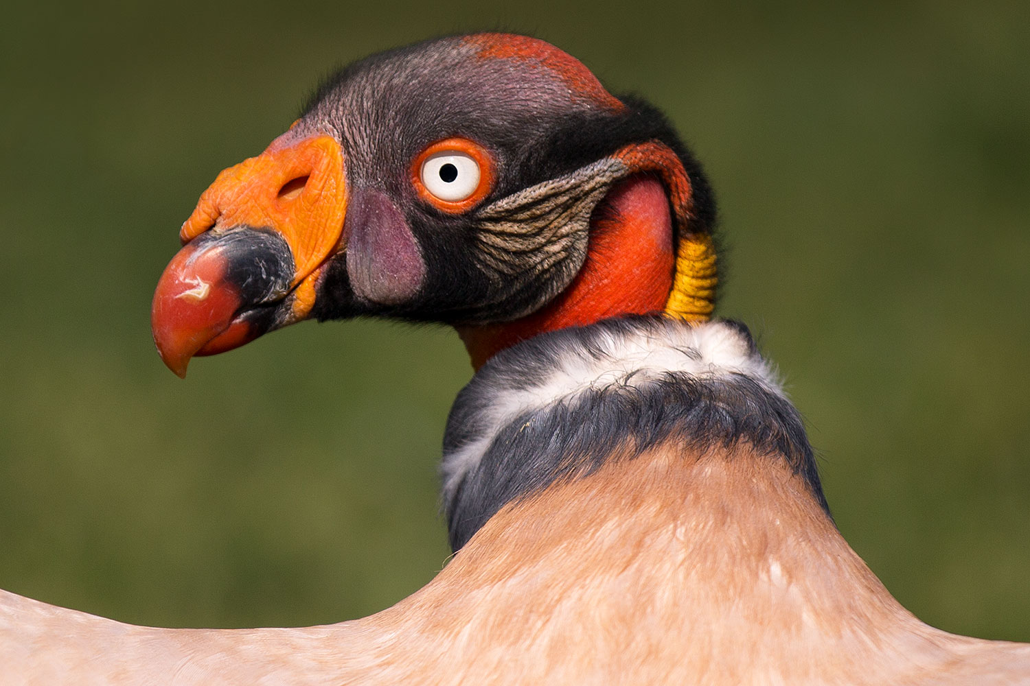 2013-03-23-apj-ren-vulture-30855c