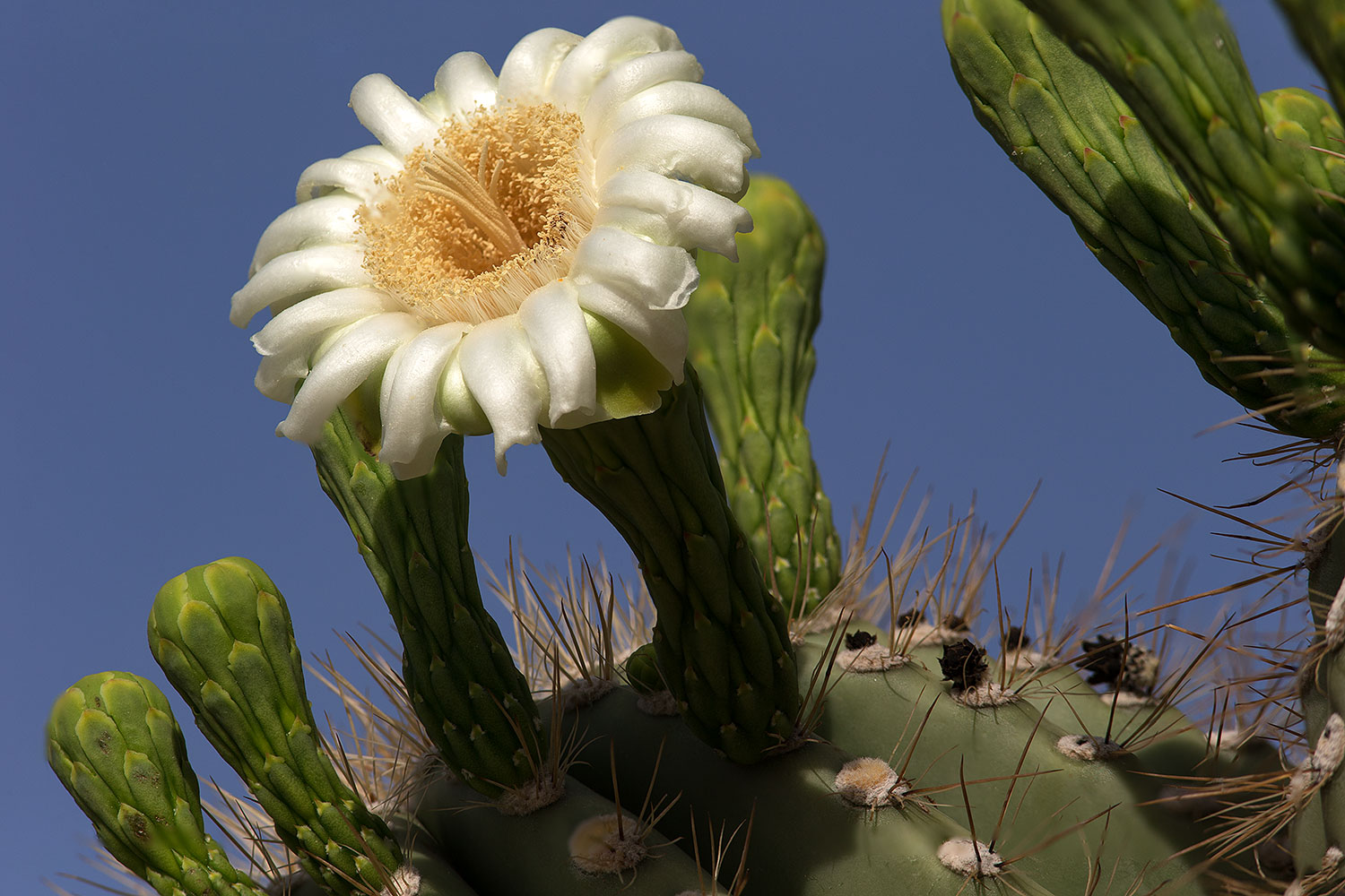 2013-05-26-mesa-flowers-87-93-1dx_2987