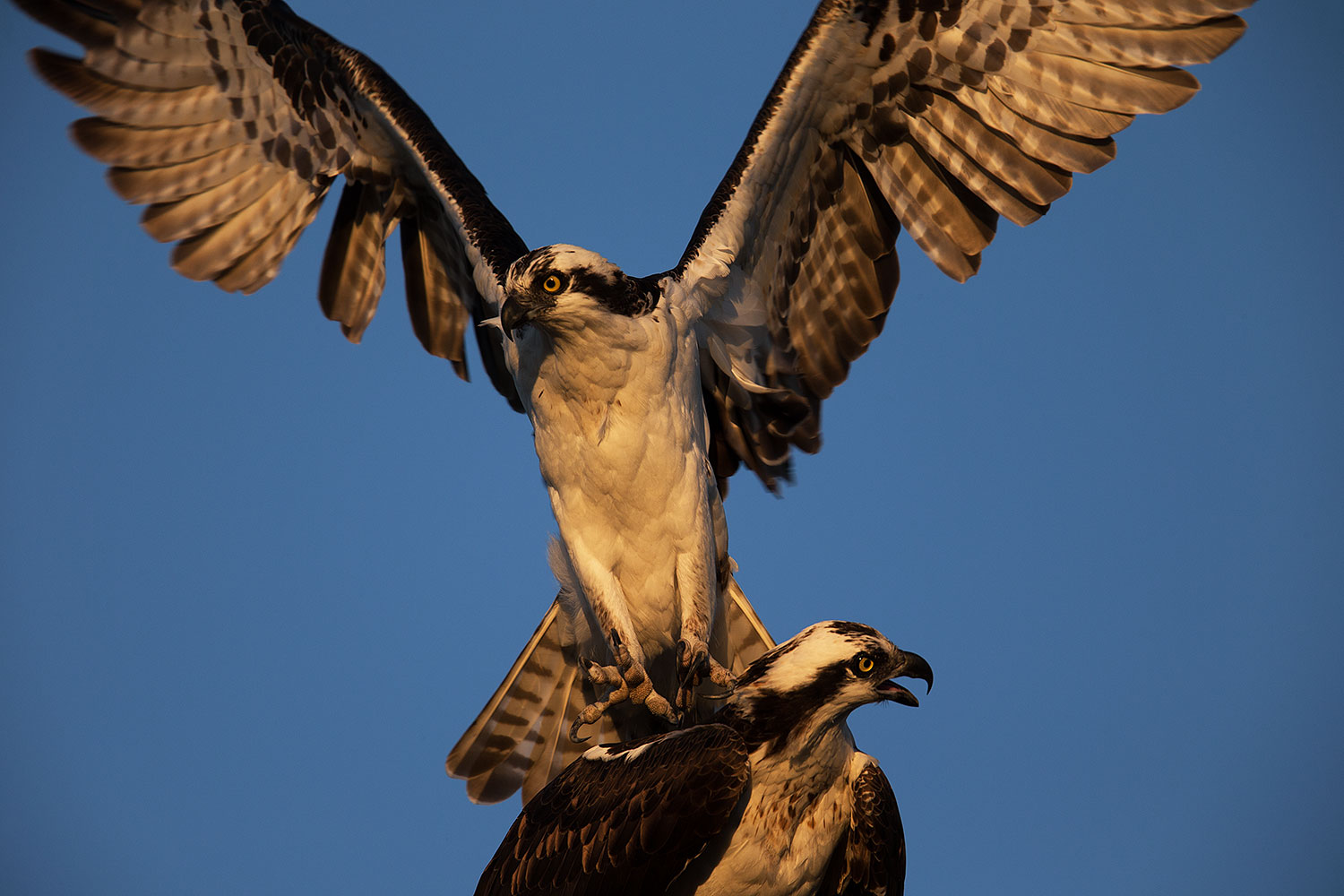 2013-12-31-joaquin-osprey-1x_04117