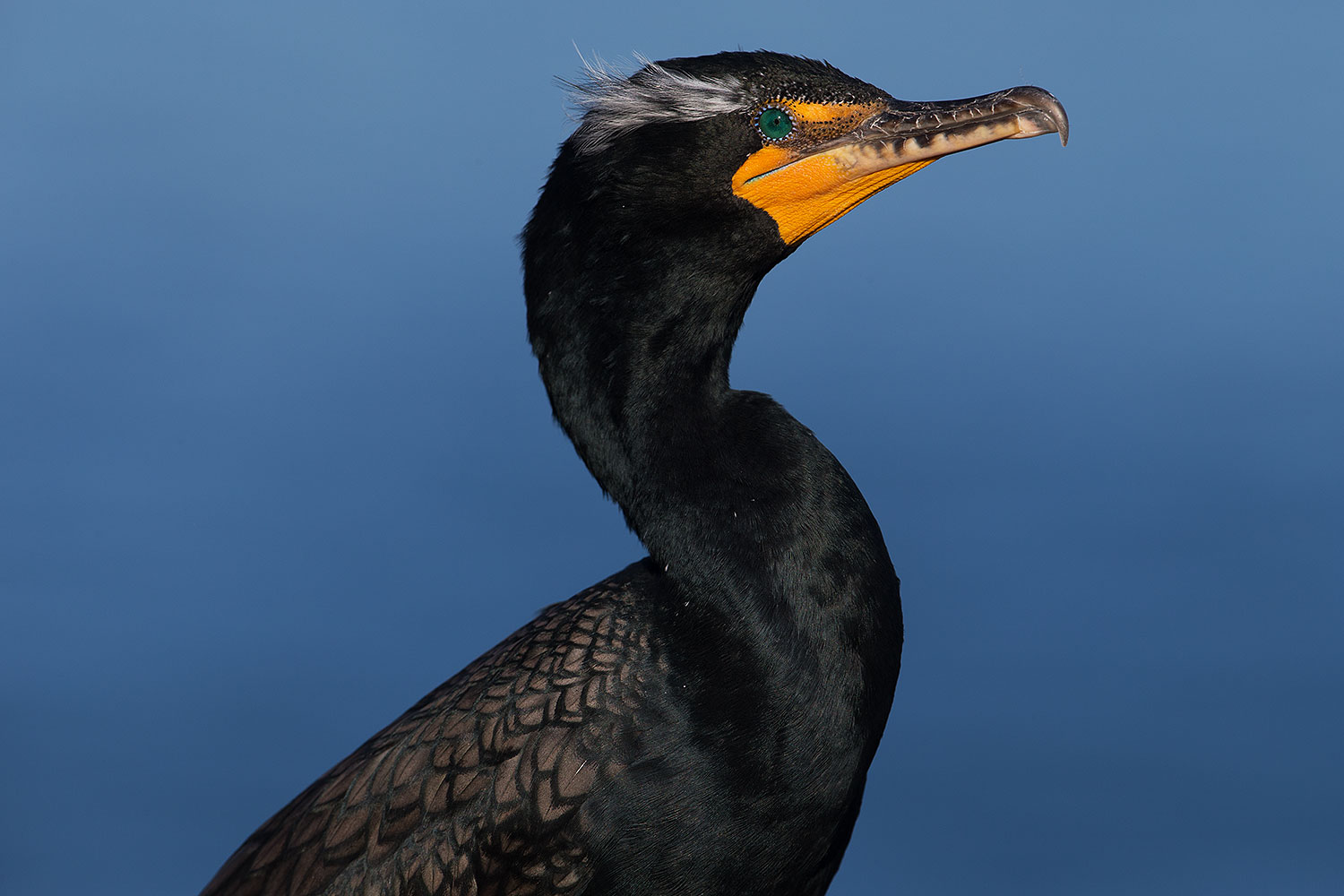 2014-01-05-lajolla-cormorants-1x_23506