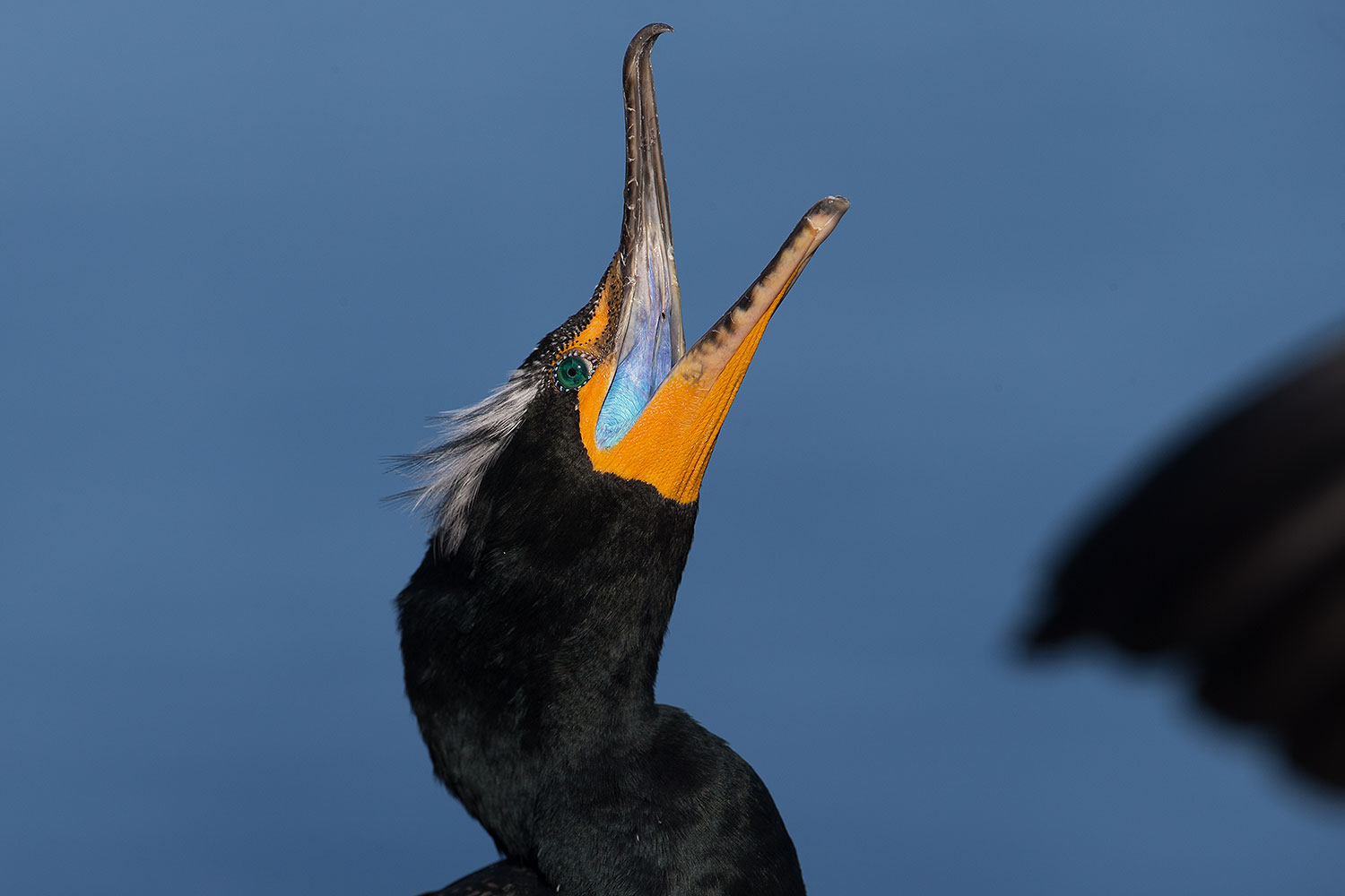 2014-01-05-lajolla-cormorants-1x_23516