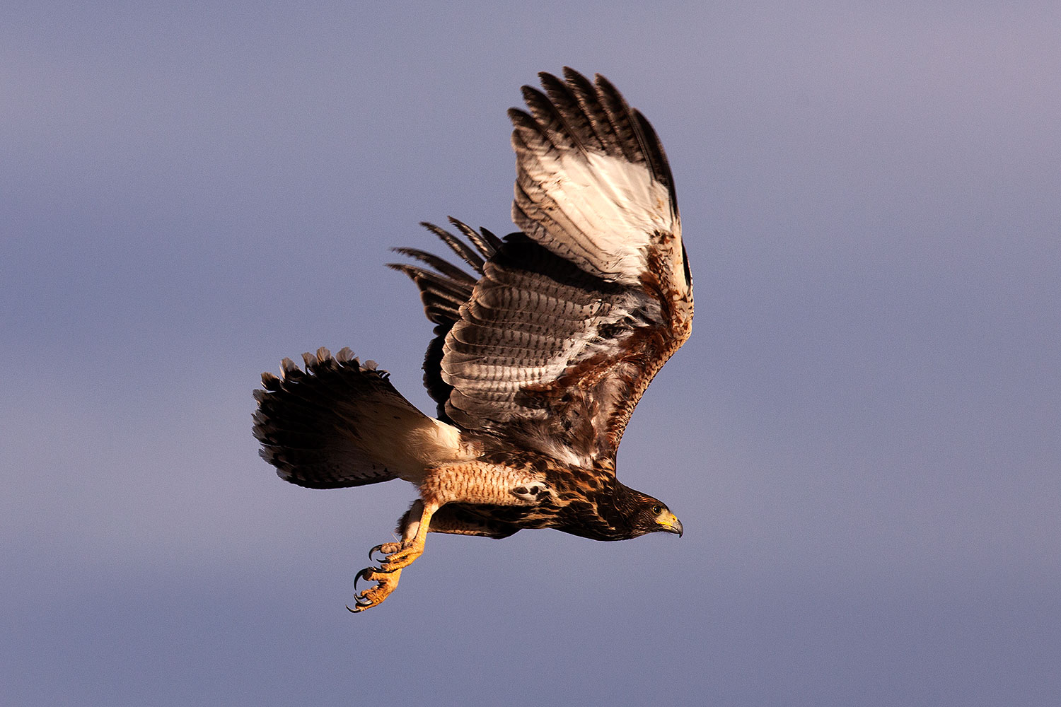 2014-06-11-supers-harris-5d2_6710