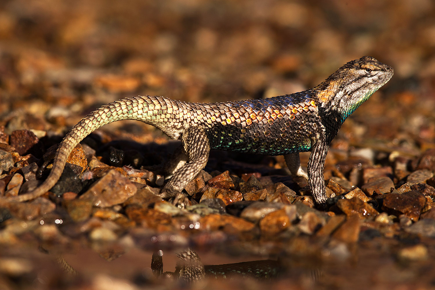 2014-06-29-tucson-lizard_1dx_5189