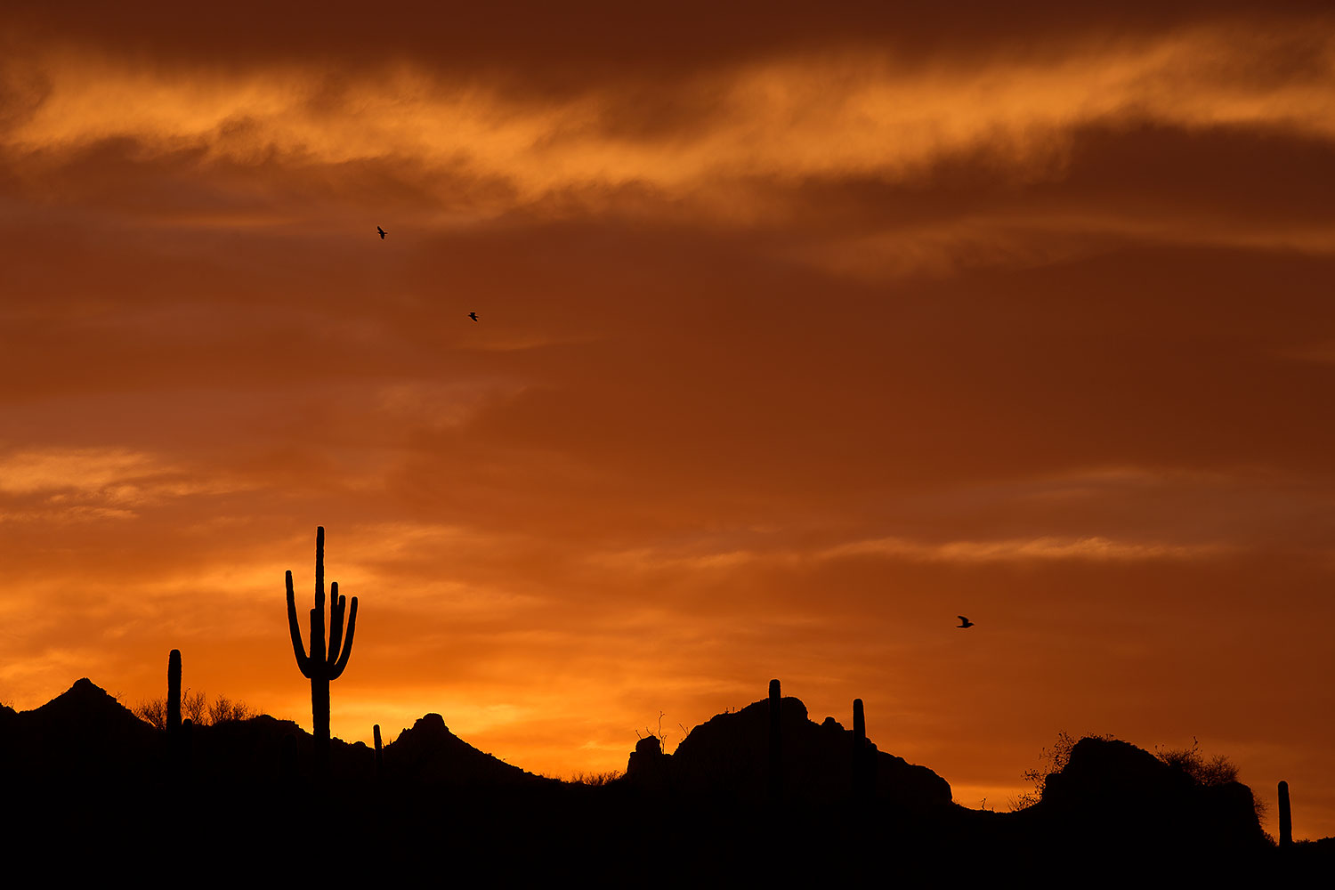 2014-07-01-supers-sunset-cact-1dx_0690