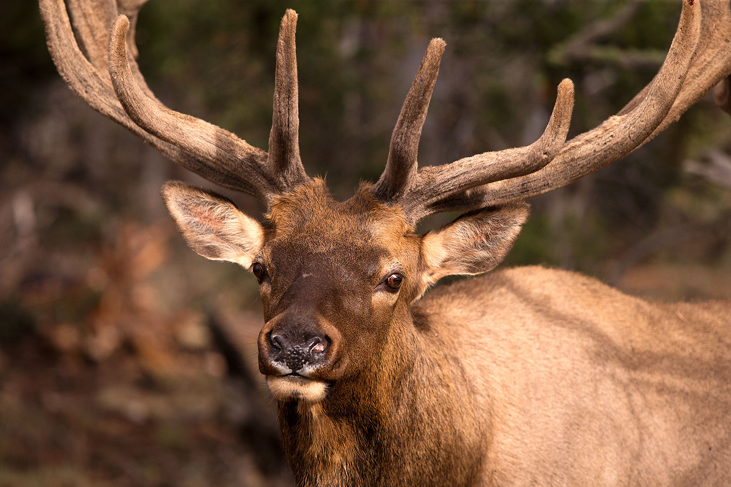 2014-08-12-gc-elk-1dx_4397